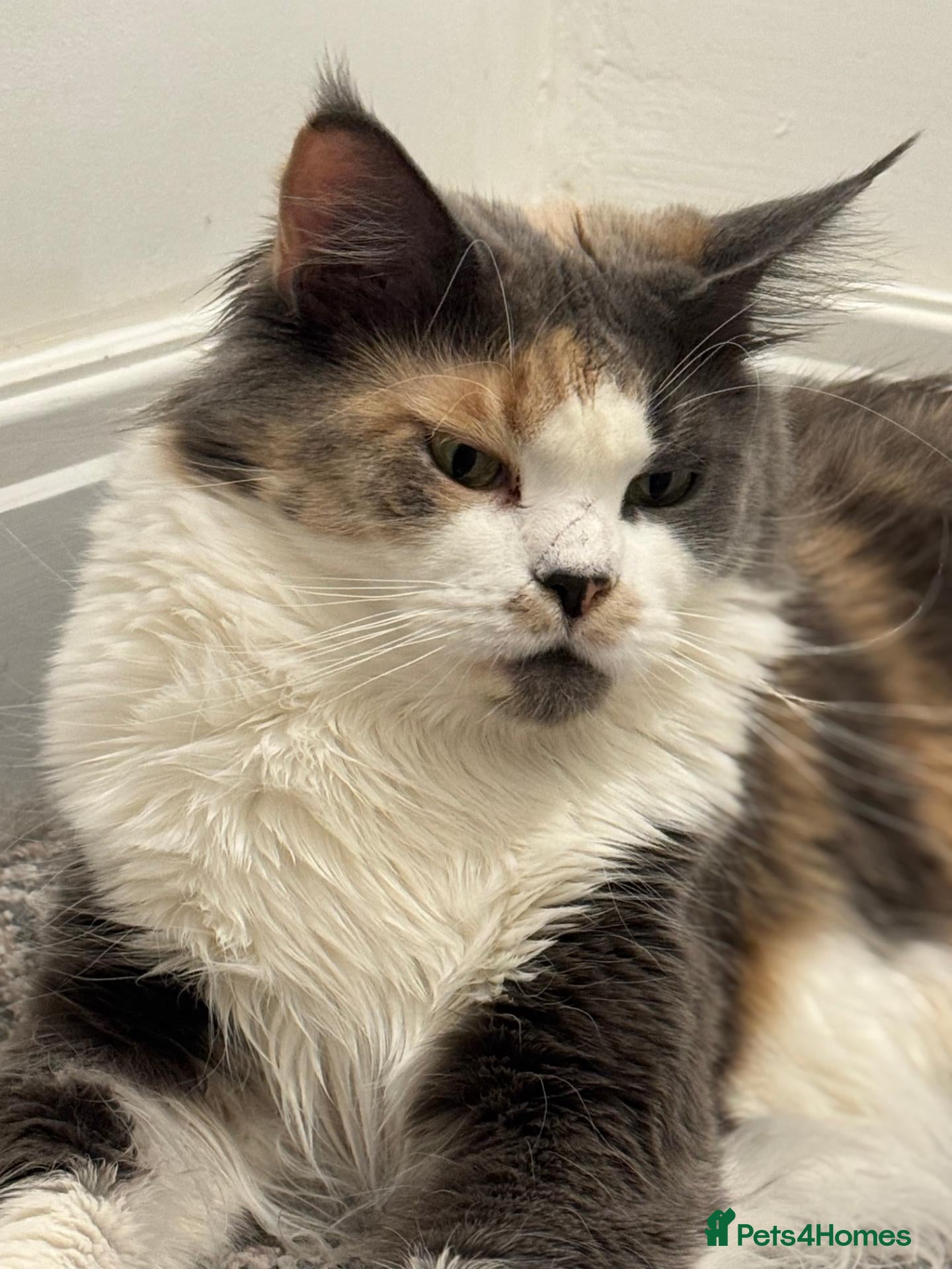 Maine Coon cats Gorgeous Pedigree Maine Coon Kittens GrCh Parents - Advert 1