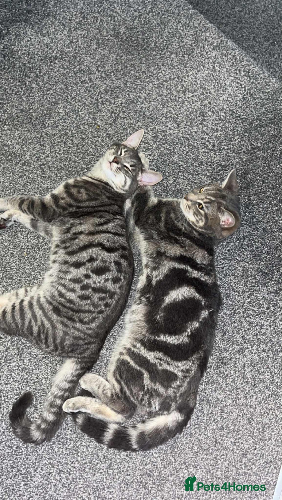 Domestic Shorthair cats for sale: Beautiful boys for sale  - Image 7