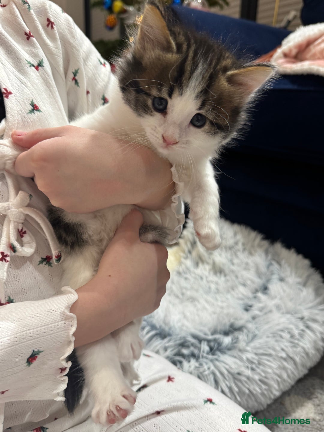 Mixed Breed cats for sale: Bengal cross kittens  - Advert 10