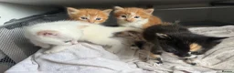 Domestic Shorthair cats for sale: Stunning Domestic Shorthair Kittens - Advert 2