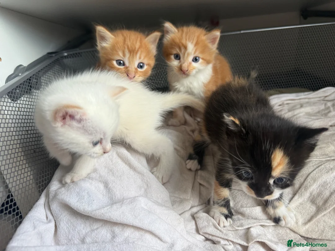 Domestic Shorthair cats for sale: Stunning Domestic Shorthair Kittens - Advert 2
