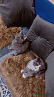 Scottish Fold cats - Advert 1