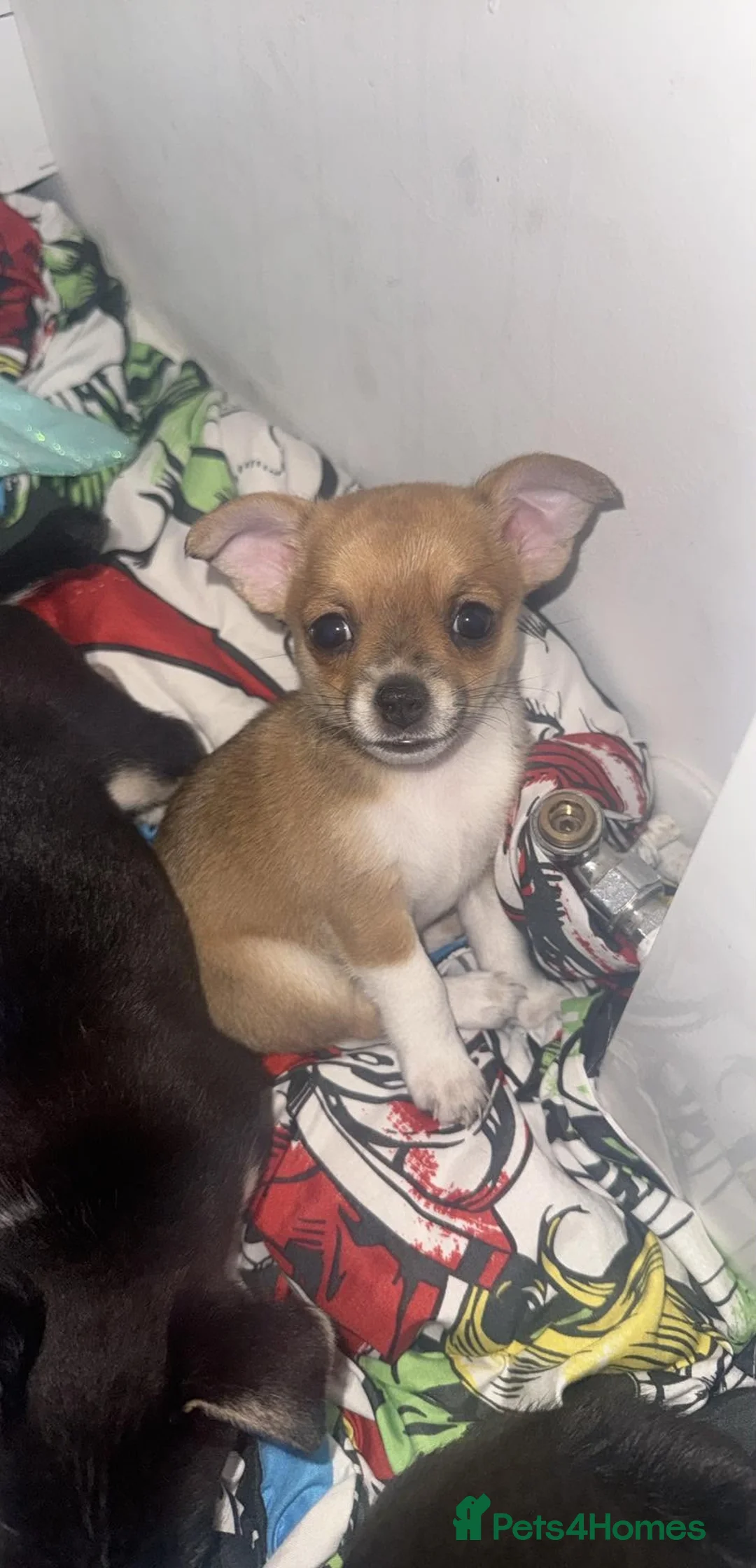 Mixed Breed dogs for sale: Chihuahua cross patterdale terrier puppies - Advert 1