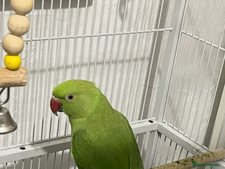 Ringnecks birds Ringneck young - Advert 13