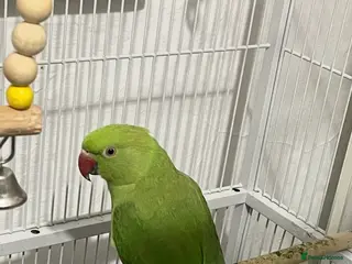 Ringnecks birds Ringneck young - Advert 21