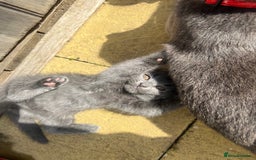 Scottish Fold cats for sale: Scottish-fold Kittens   - Image 19