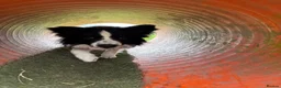 Border Collie dogs for sale: 10 month old kc reg border collie boy - Advert 4