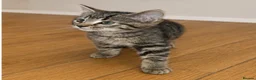 Bengal cats for sale: 3 beautiful part bengal male kittens - Advert 7