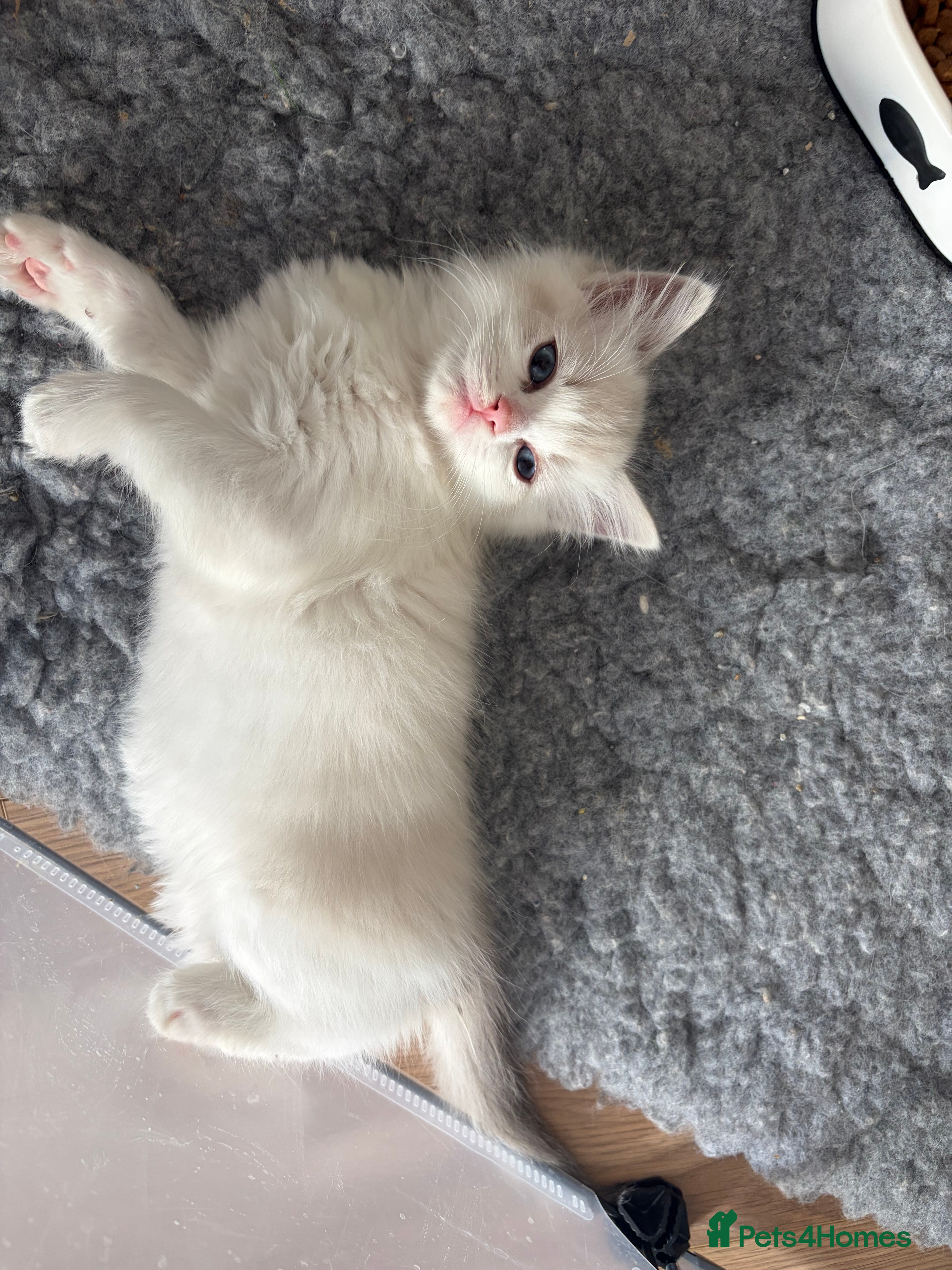 Ragdoll cats Beautiful pedigree Ragdoll kittens  - Advert 2