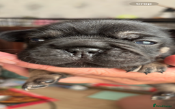 French Bulldog dogs for sale: French bulldog puppies  - Image 6
