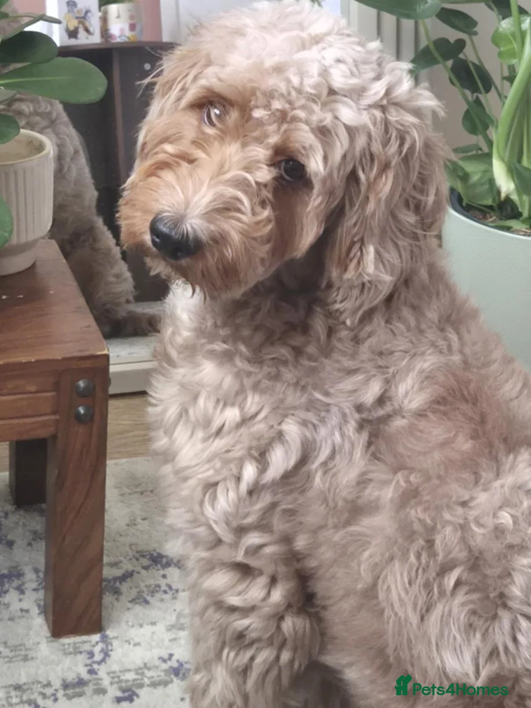 Cockapoo dogs for sale: Beautiful 2-year-old Cockapoo - Advert 2