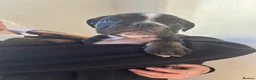 Mixed Breed dogs for sale: Old English bulldogs - Advert 3