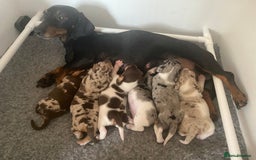 Dachshund dogs for sale: Beautiful piebald and dapple dachshund puppies  - Image 3