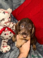 Dachshund dogs - Advert 6