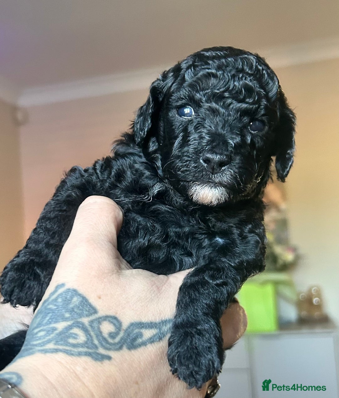 Cockapoo dogs for sale: Adorable F1B Cockapoo Puppies ready 6th November - Image 19
