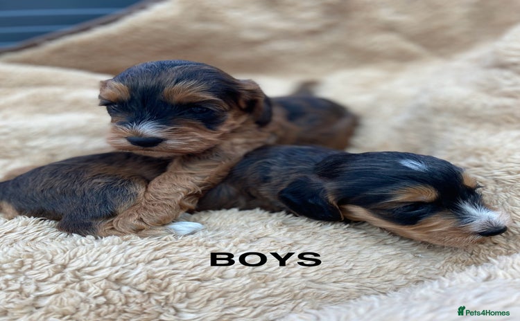Cockapoo dogs - Advert 11