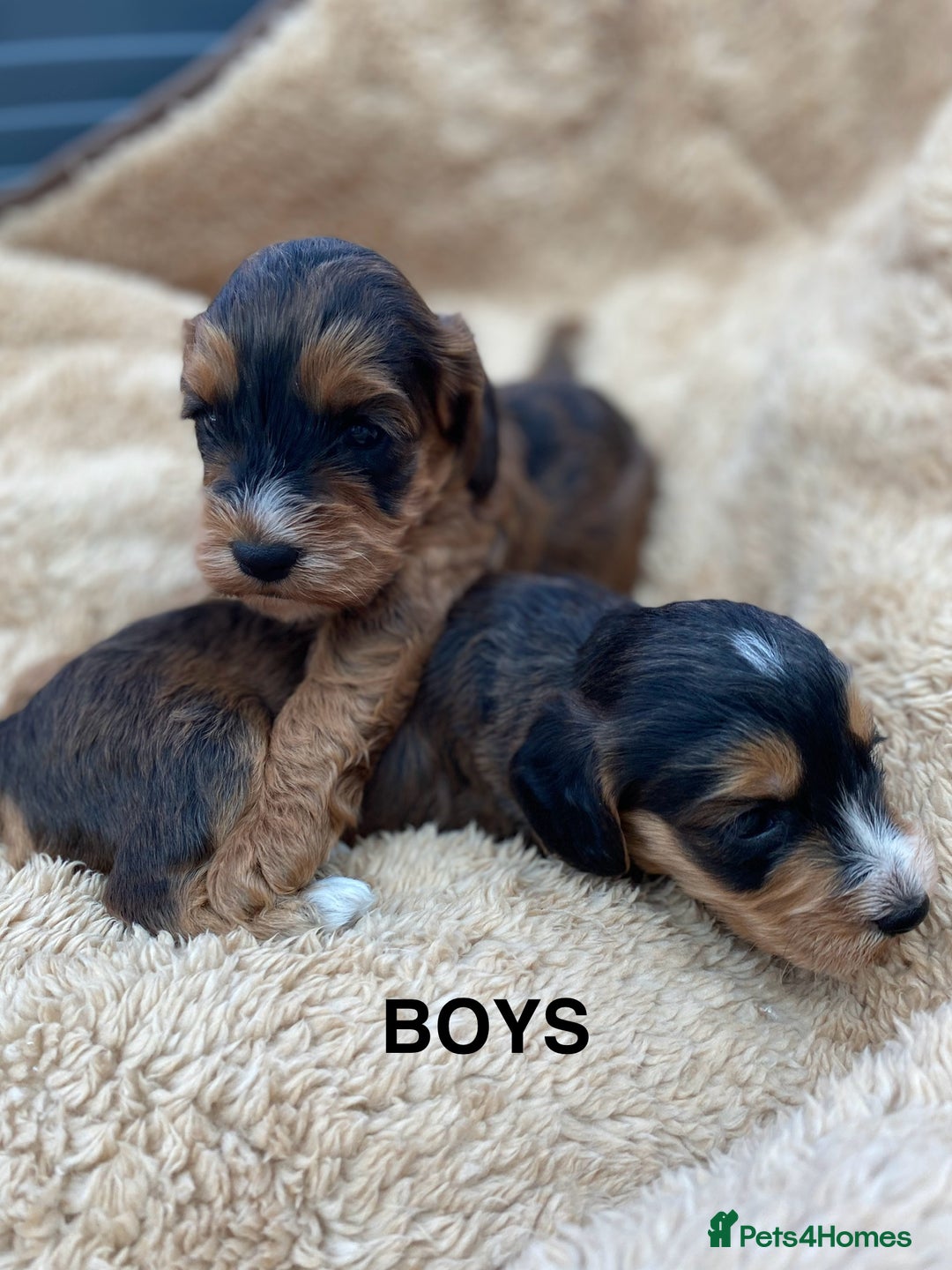 Cockapoo dogs for sale: F1 Cockapoo Puppies  - Image 1