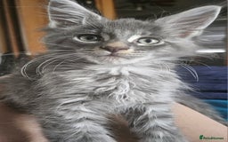 Maine Coon cats for sale: 💖READY NOW💖health tested 💖pure pedigree - Image 8
