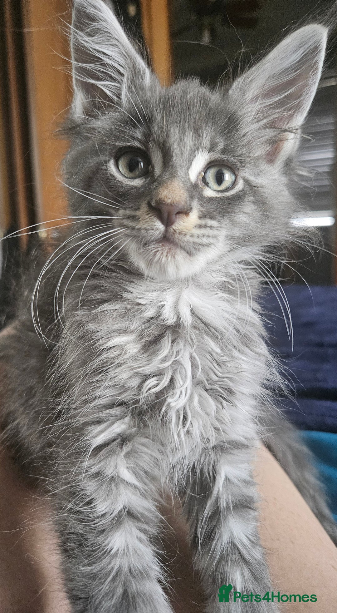 Maine Coon cats for sale: 💖READY NOW💖health tested 💖pure pedigree - Image 8