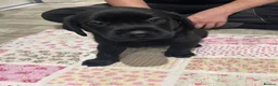 Labrador Retriever dogs for sale: 6 beautiful Labrador puppies - Advert 3