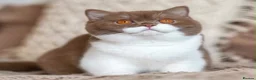 British Shorthair cats for sale: Bicolour British shorthair (brown and white) - Advert 3