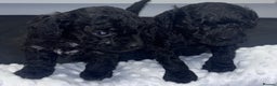 Toy Poodle dogs for sale: Adorable Toy Poodle puppies  - Advert 4