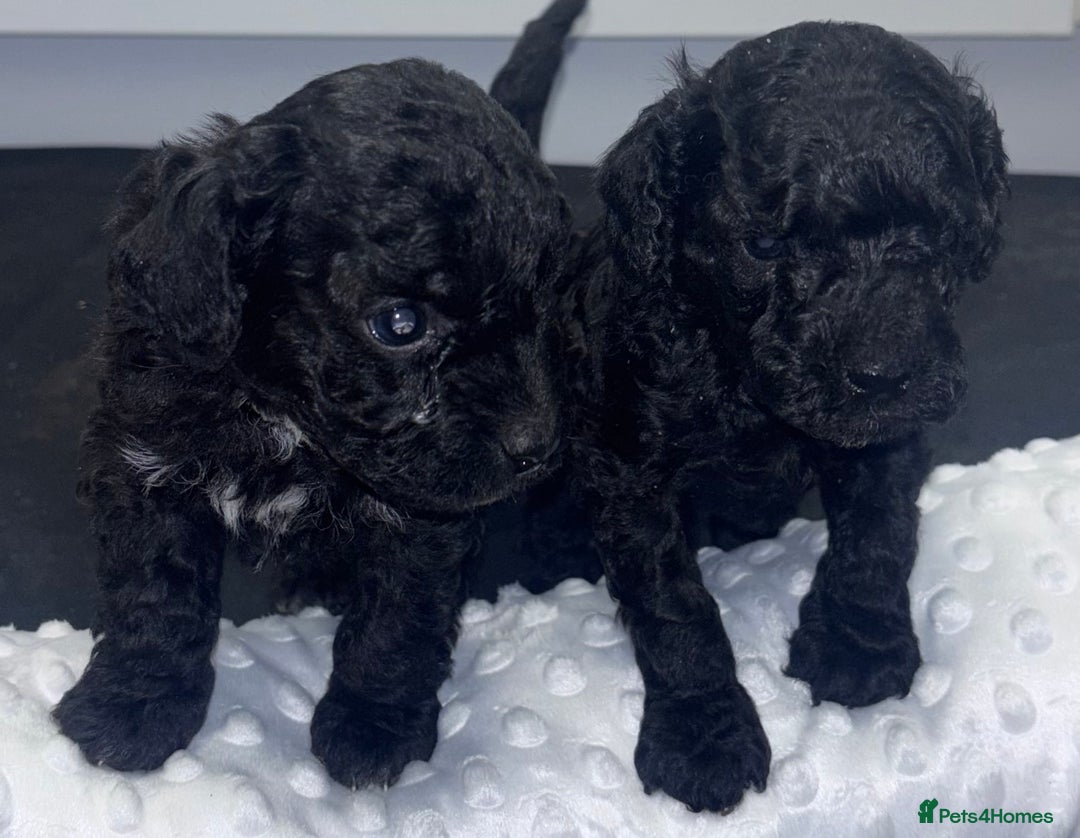 Toy Poodle dogs for sale: Adorable Toy Poodle puppies  - Advert 4