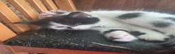 Mixed Breed cats for sale: Cute kittens for sale (NEED GONE ASAP) - Advert 22