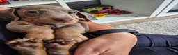 Miniature Dachshund dogs for sale: Gorgeous little isabella and tan boy - Advert 4