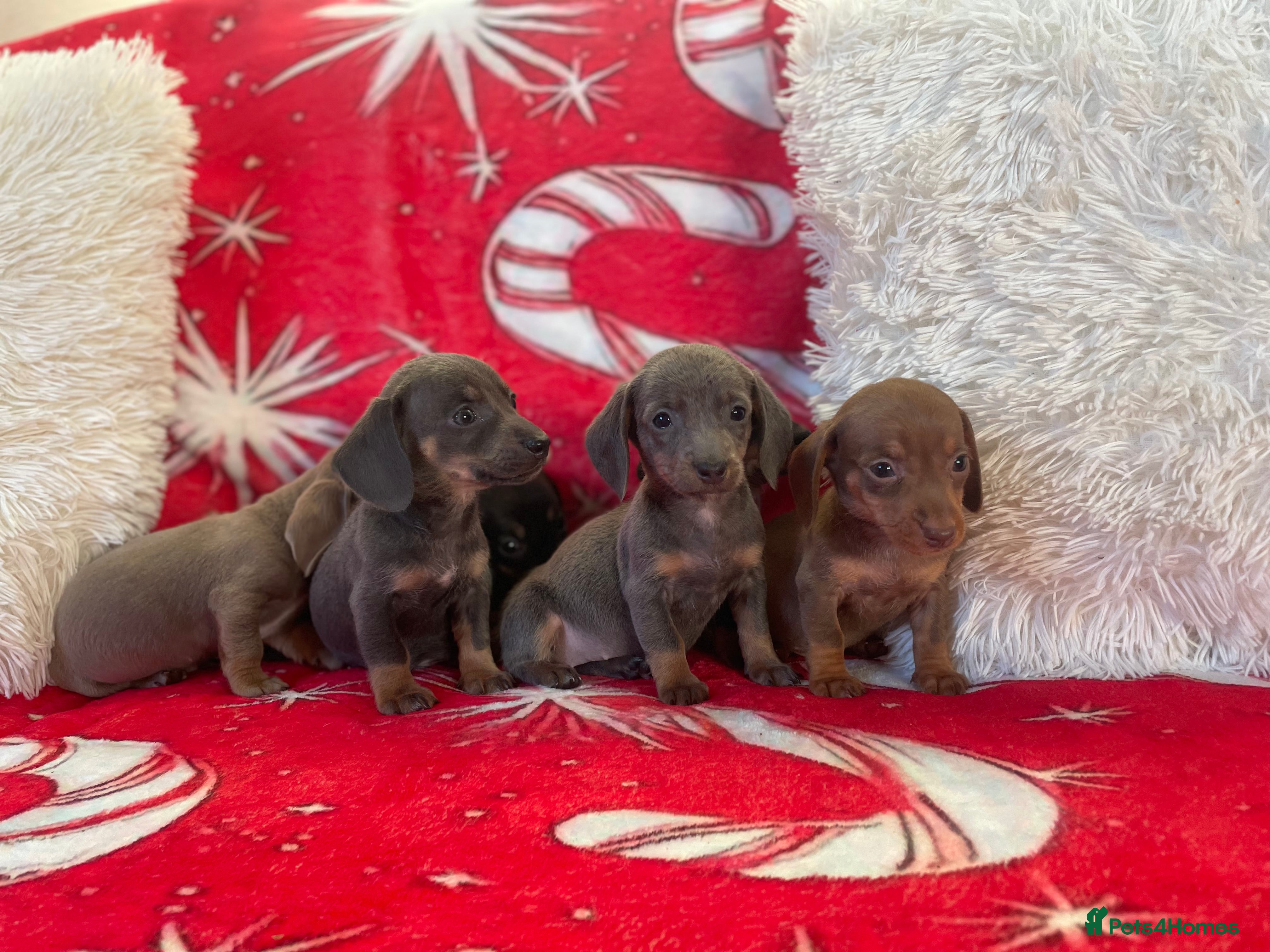 Dachshund dogs Beautiful Dachunds ready from 16th December  - Advert 5
