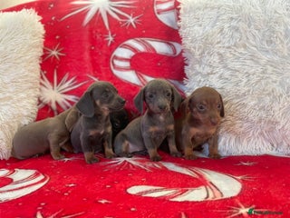 Dachshund dogs Beautiful Dachunds ready from 23rd December - Advert 2