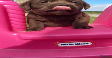 Labrador Retriever dogs - Advert 8