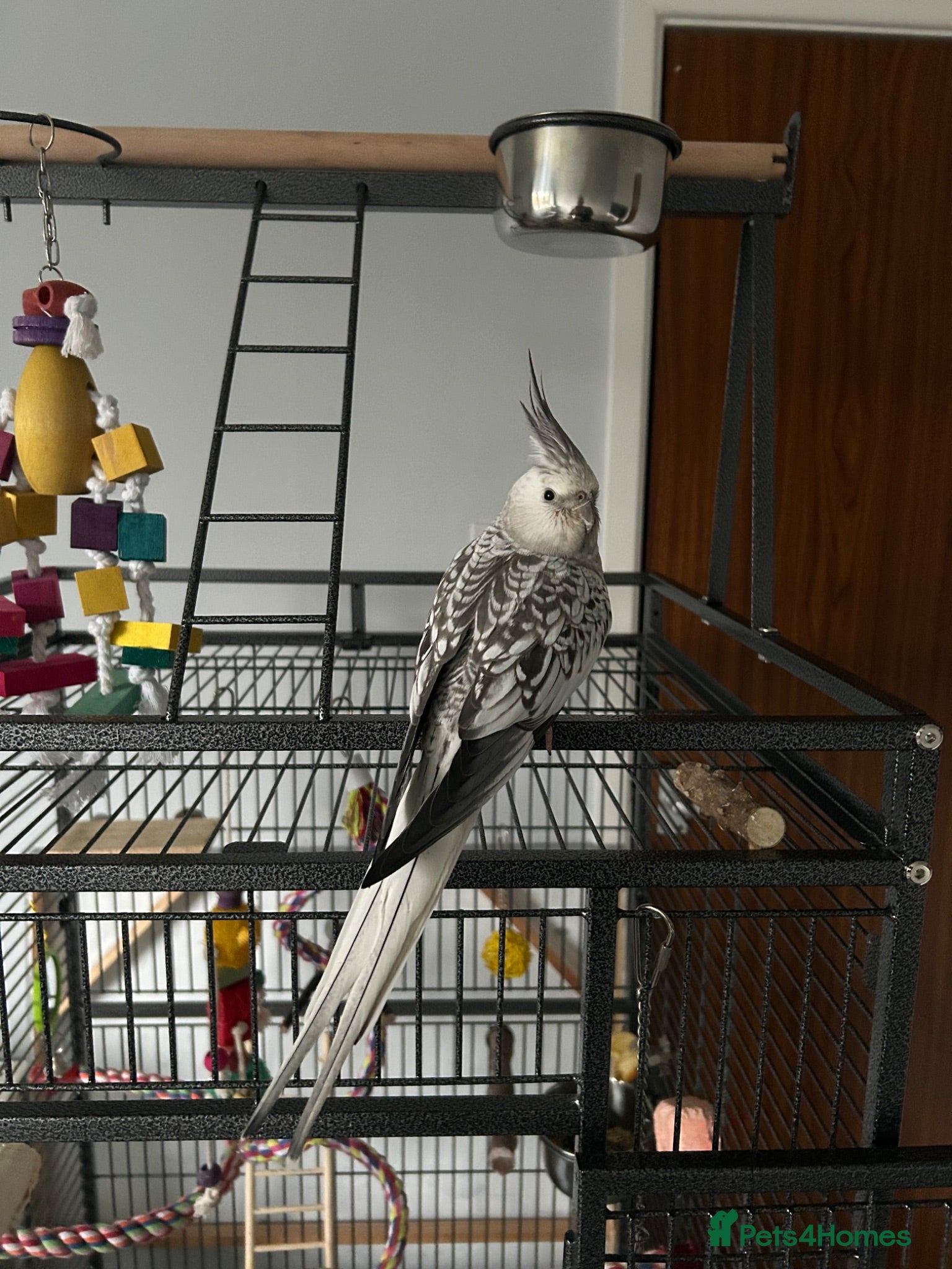 Cockatiels birds Female White Face Cockatiel and large cage  - Advert 1