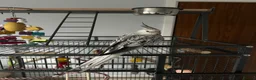 Cockatiels birds for sale: Female White Face Cockatiel and large cage  - Advert 1