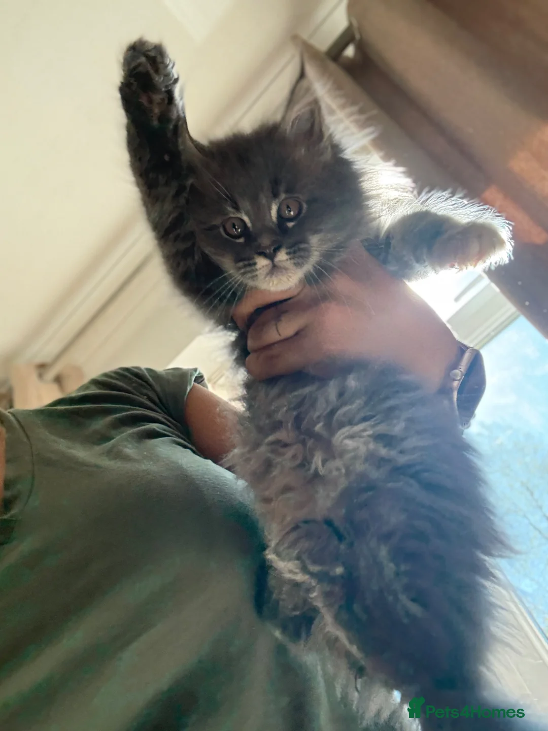 Maine Coon cats for sale: Rare beautiful reds, creams and blue Maine Coons - Advert 2