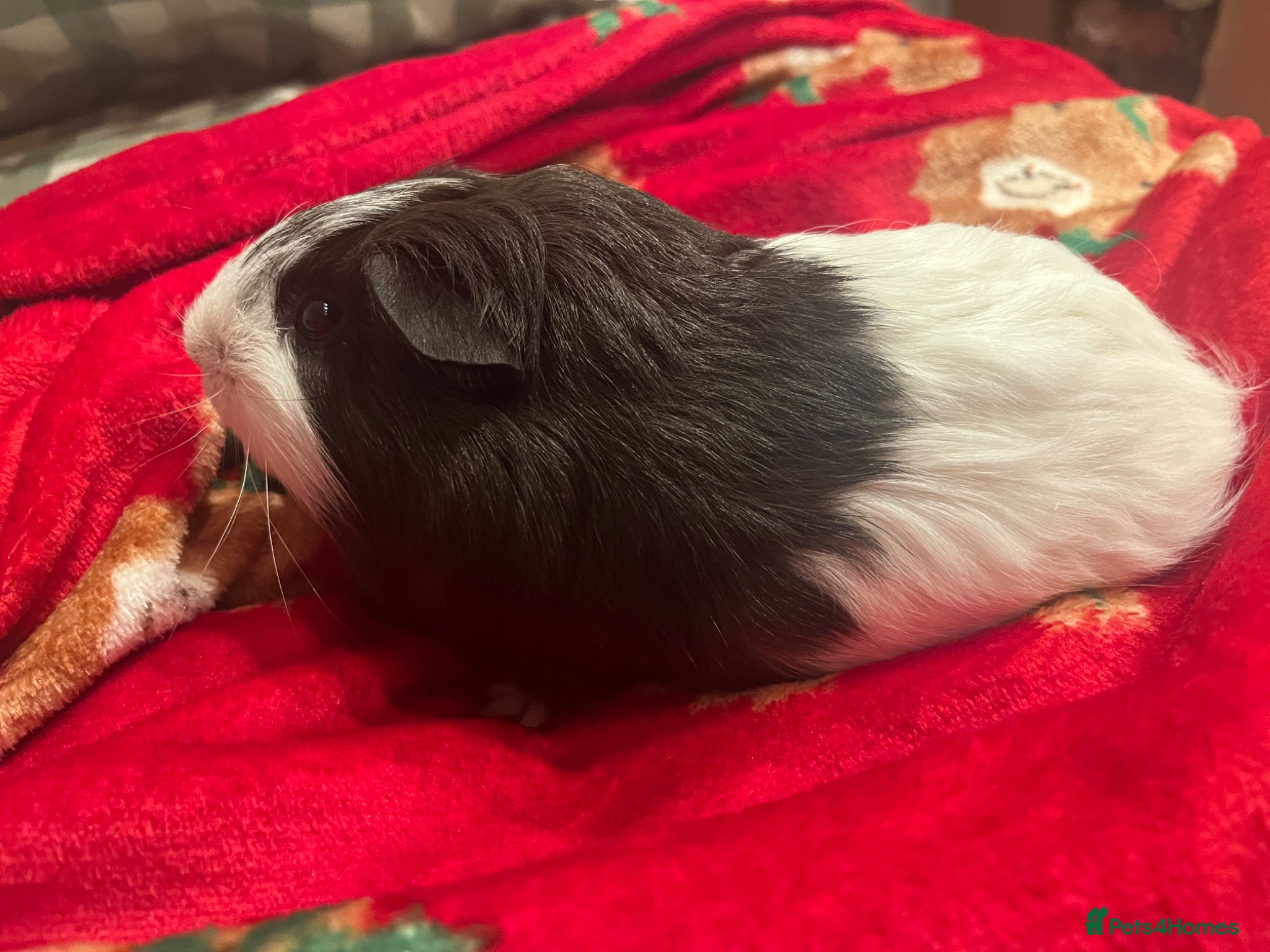 Guinea Pig rodents 2 male guinea pigs  - Advert 1