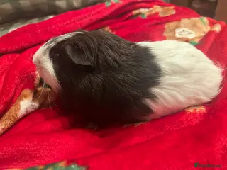 Guinea Pig rodents 2 male guinea pigs - Advert 16