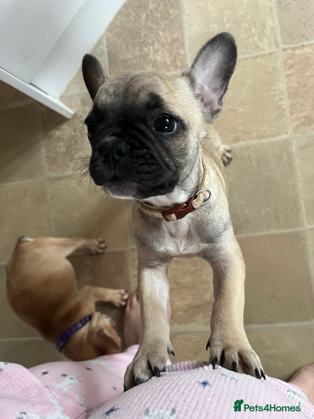 French Bulldog dogs for sale: French bulldog puppies - Advert 19
