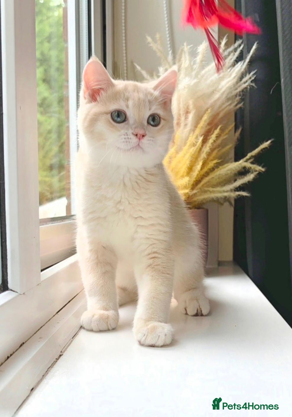 British Shorthair cats GCCF Lilac & Chocolate Golden Kittens | Ready Now - Advert 1