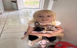 Mixed Breed dogs for sale: Frenchi pomchi puppy 15 weeks old girl - Image 2