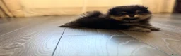 Pomeranian dogs for sale: 🌟 Luxury Pomeranian Puppies 🌟  - Advert 3