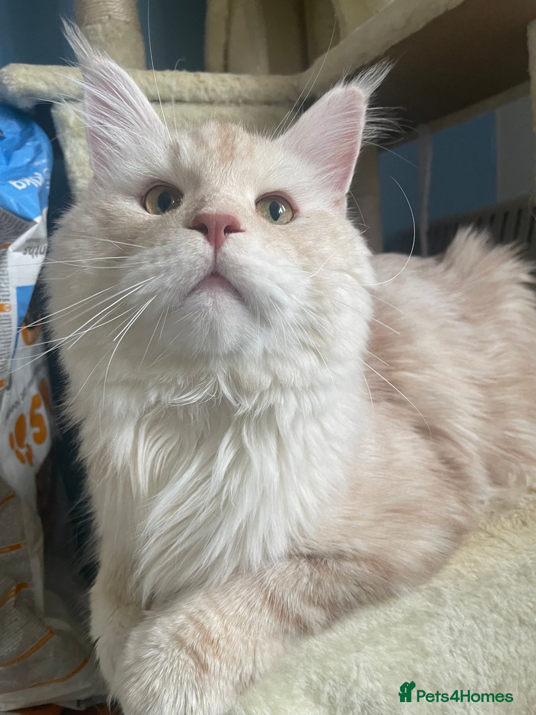 Maine Coon cats for stud: 🏆🏆INTERNATIONAL CHAMPION LINE TICA STUD🏆🏆 - Image 4