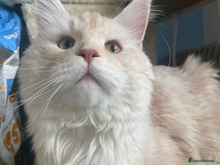 Maine Coon cats - Advert 5