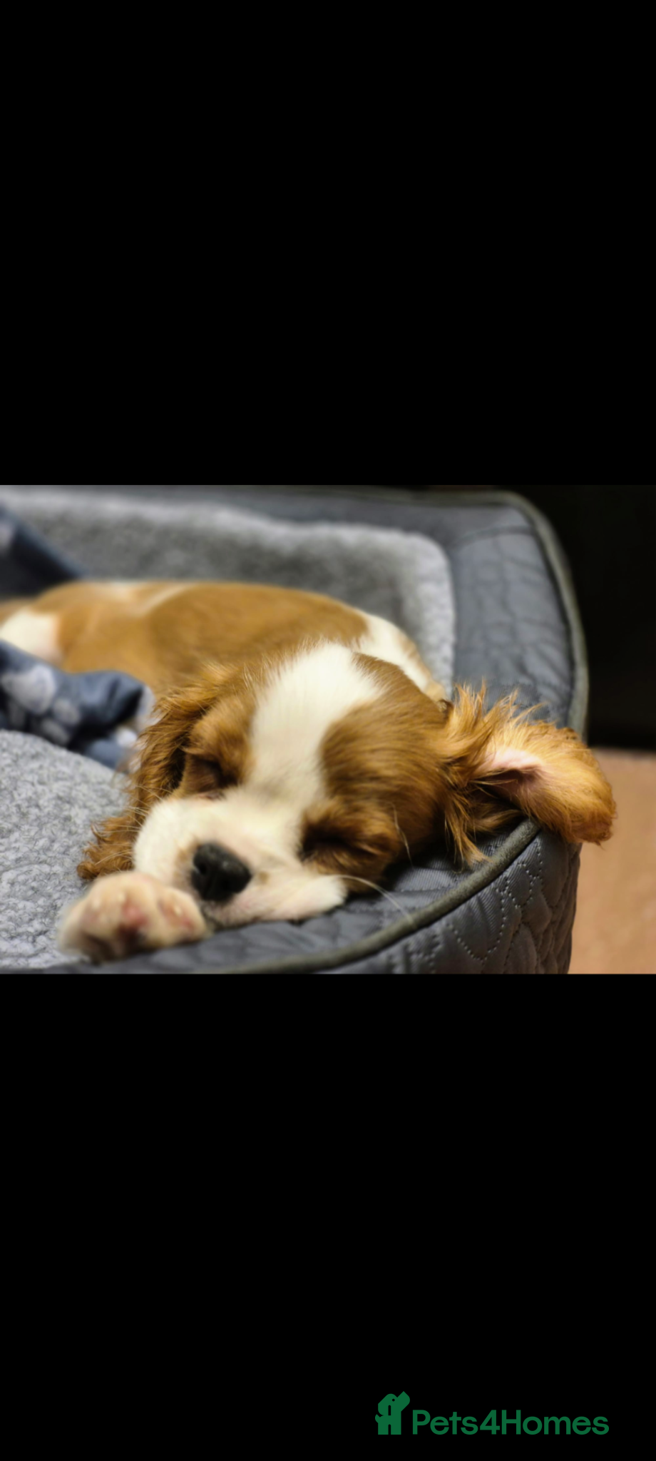 Cavalier King Charles Spaniel dogs Blenheim Cavalier King Charles Spaniel boy puppy - Advert 2