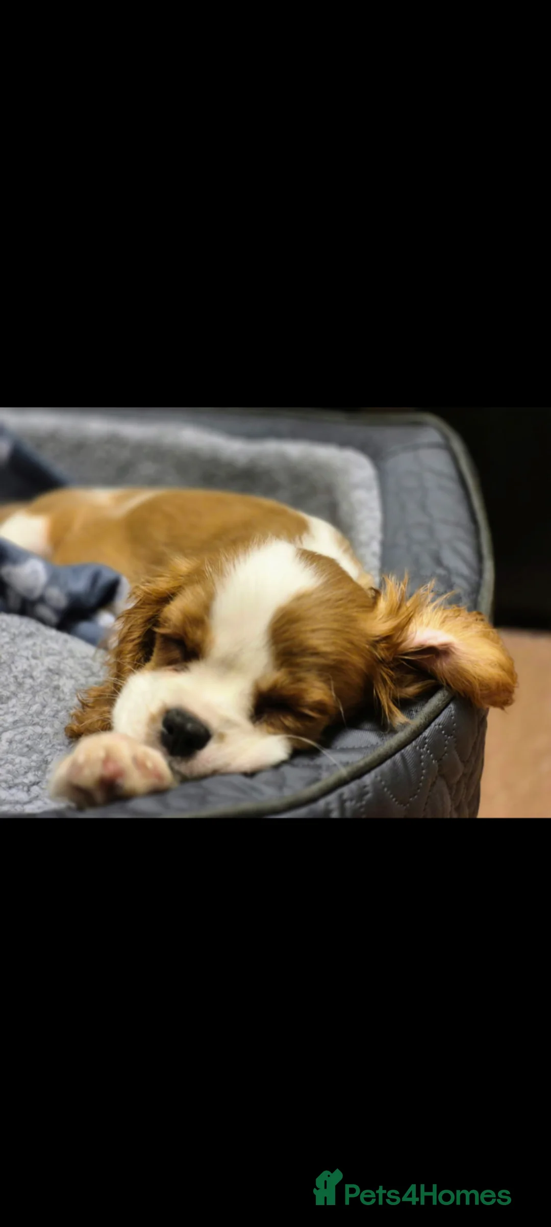 Cavalier King Charles Spaniel dogs for sale: Blenheim Cavalier King Charles Spaniel boy puppy in Berkeley - Advert 1