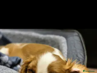 Cavalier King Charles Spaniel dogs Blenheim Cavalier King Charles Spaniel boy puppy - Advert 1