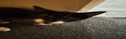 Mixed Breed cats for sale: Male and Female Kittens - Advert 4