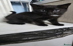 Domestic Shorthair cats for sale: 2 black kittens - Image 2