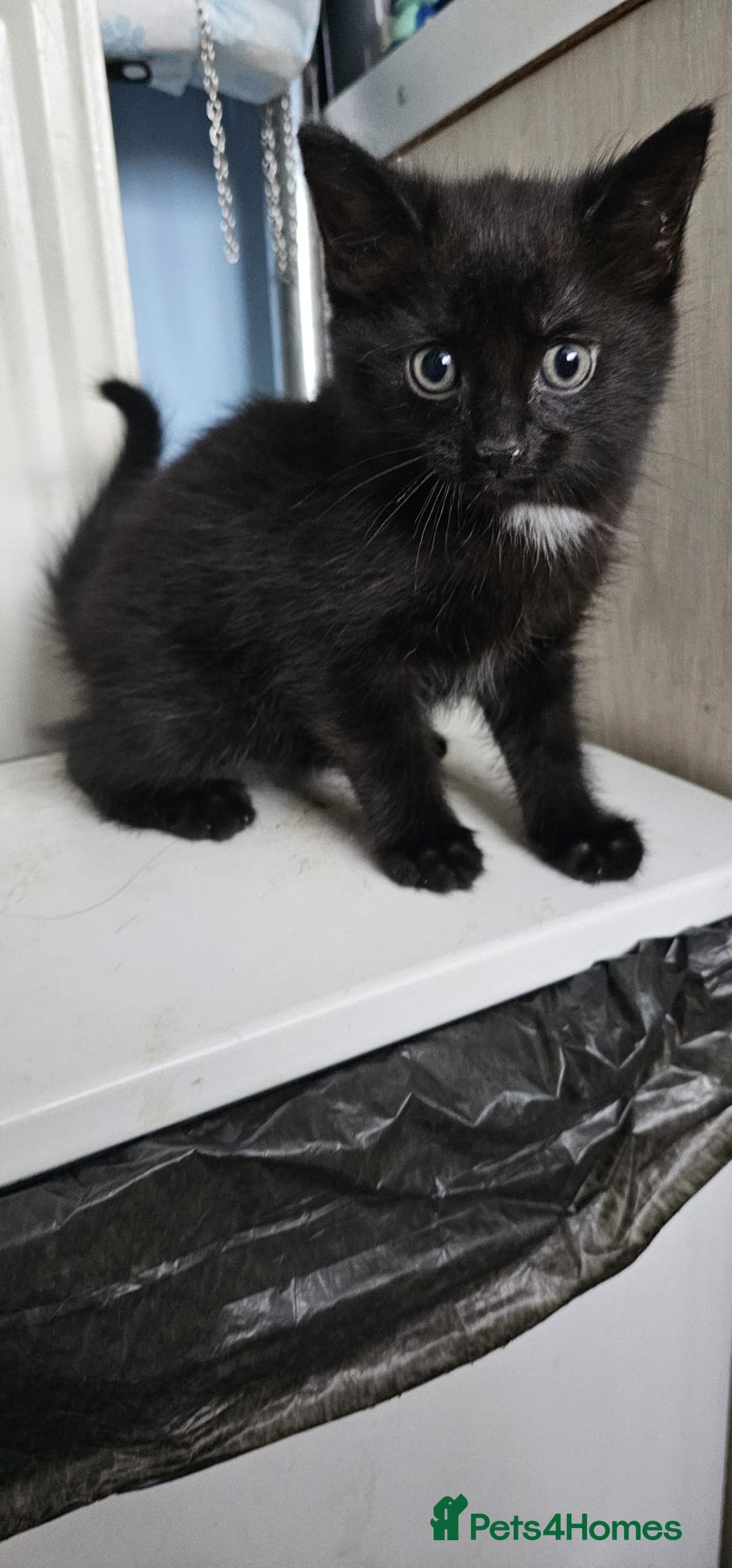 Domestic Shorthair cats for sale: 2 black kittens - Image 2