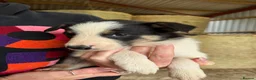 Welsh Collie dogs for sale: Adorable Mid Wales border collie puppies for sale - Advert 4